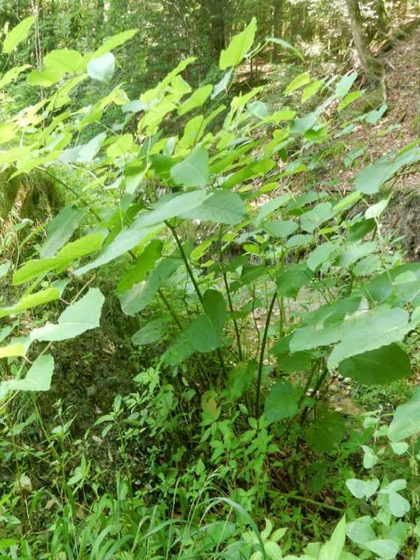 Managementkonzept zur Neophytenbekaempfung