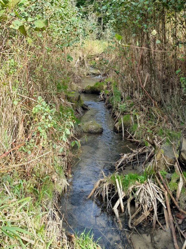 Umgehungsgerinne Reuth