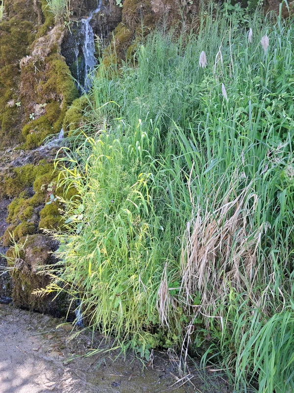 Oekologische Baubegleitung Tuffquellen